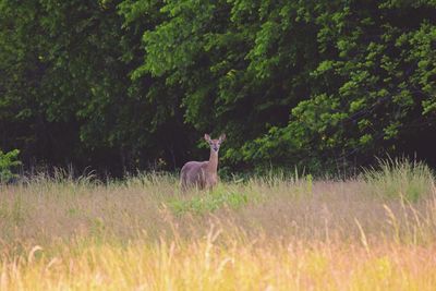 Deer on field against trees
