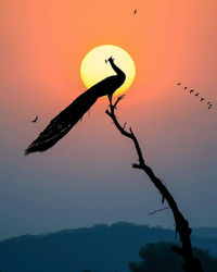 Silhouette bird flying against sky during sunset