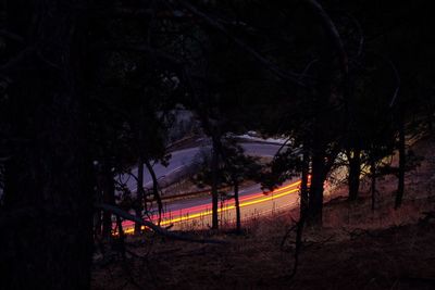 Trees at night