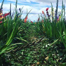 Close-up of plants growing on field against sky