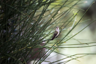 Close-up of a bird