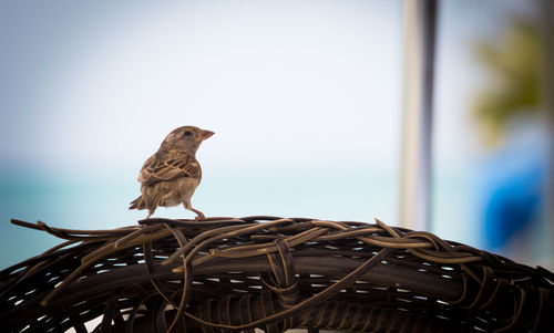 Bird perching on pole against sky