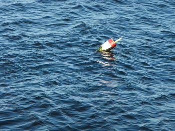 High angle view of fish in sea