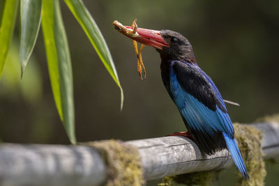 Close-up of bird perching on branch