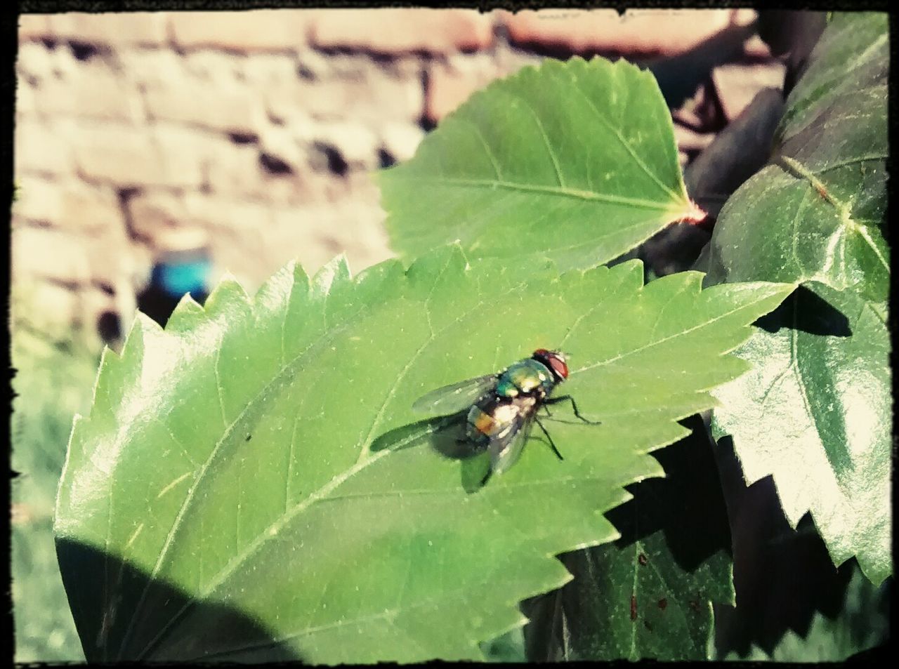 leaf, insect, animal themes, animals in the wild, wildlife, one animal, transfer print, green color, auto post production filter, close-up, high angle view, leaf vein, nature, focus on foreground, selective focus, plant, day, outdoors, sunlight, no people