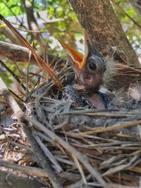 Close-up of an animal