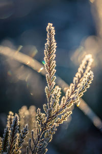 A beautiful frozen wetland grass in the morning light. field of frozen sedge grass in swamp. 