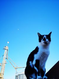 Low angle view of cat against blue sky