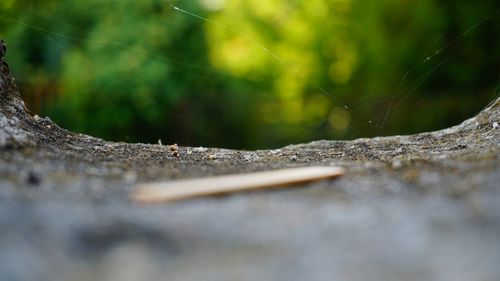 Close-up of surface level of leaf