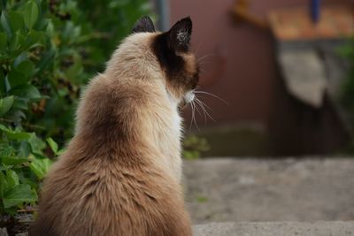 Full length of cat sitting outdoors