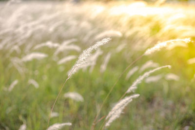 plant