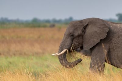 Close-up of elephant on field