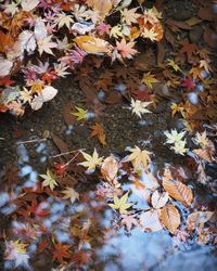 Close-up of fallen maple leaves