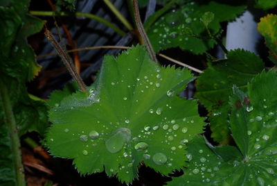 Close-up of raindrops on leaf