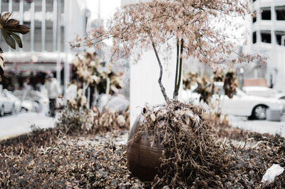 View of white flowering plants in city during winter