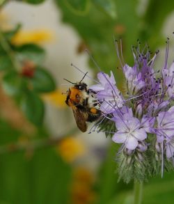 Close-up of butterfly on flower