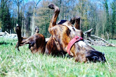 Dog rolling in grass