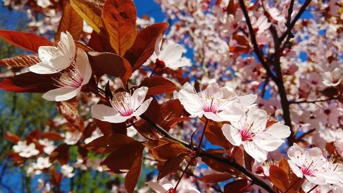 Close-up of cherry blossom tree