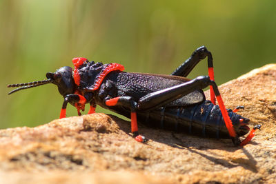 Close-up of insect outdoors