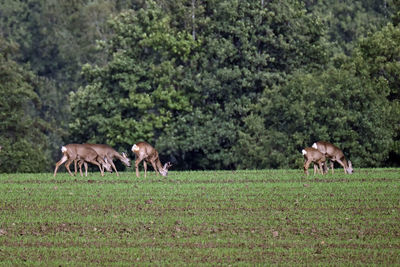 Horses grazing in a field