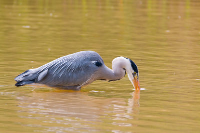 Grey heron fishing in a shallow lake with his bill in the water