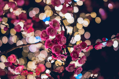 Close-up of pink flowering plants