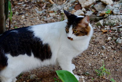 High angle view of cat on field