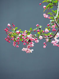 Low angle view of pink flowers