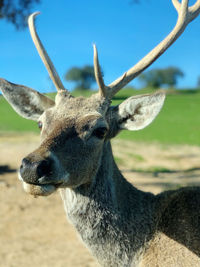 Close-up portrait of deer