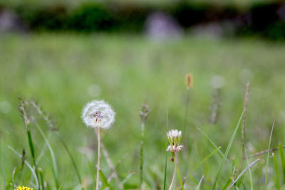 Close-up of flowers growing in field