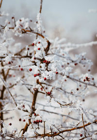 Close-up of cherry blossoms in spring