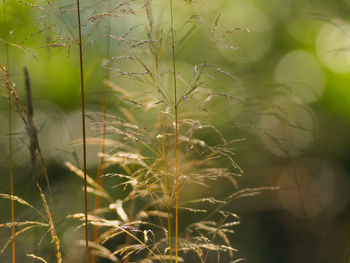 Close-up of plants growing on land