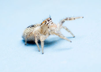 Close-up of spider on white background