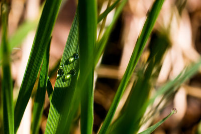 Close-up of fresh green grass