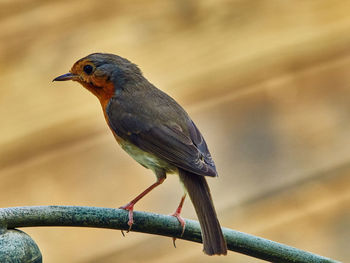 Close-up of bird perching on branch