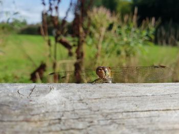 Close-up of insect on wood