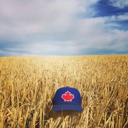 Scenic view of wheat field against sky