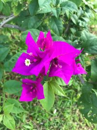 Close-up of pink flower blooming outdoors