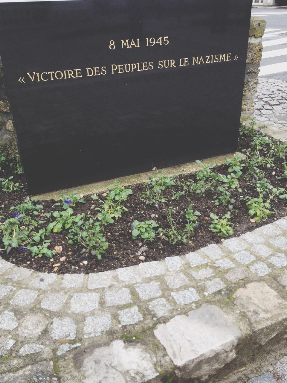 high angle view, plant, paving stone, green color, text, built structure, outdoors, growth, cobblestone, day, footpath, wall - building feature, street, no people, sidewalk, architecture, grass, stone material, building exterior, nature