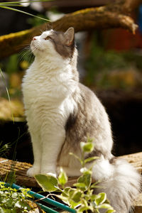 Close-up of cat looking away