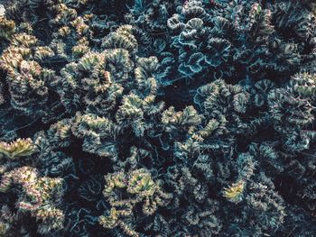 High angle view of coral in sea