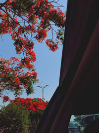 Low angle view of red flowering tree against sky