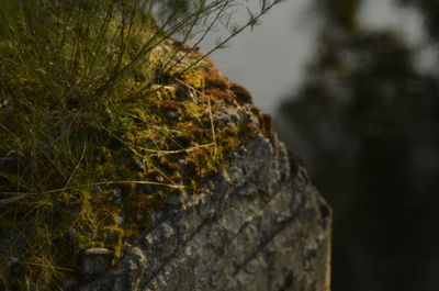 Close-up of moss on tree trunk