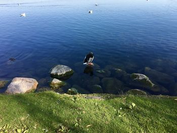 High angle view of bird on rock in lake