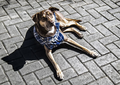 High angle view of dog relaxing on footpath