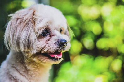 Close-up portrait of dog sticking out tongue outdoors