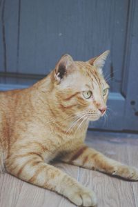 Close-up of a cat looking away