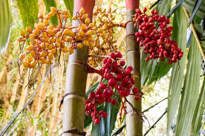 Close-up of red berries on tree