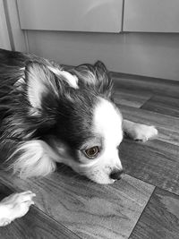 Close-up portrait of dog lying at home