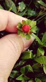 Cropped image of woman holding fruit